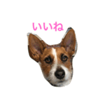 ジェイミーさんとの毎日 2（個別スタンプ：5）