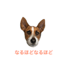 ジェイミーさんとの毎日 2（個別スタンプ：6）