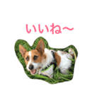 ジェイミーさんとの毎日 2（個別スタンプ：12）