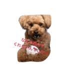 トイプーキッシュ1（個別スタンプ：1）