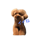 トイプーキッシュ1（個別スタンプ：7）