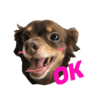 3dogs ver.2（個別スタンプ：1）