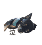 3dogs ver.2（個別スタンプ：2）