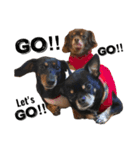 3dogs ver.2（個別スタンプ：3）