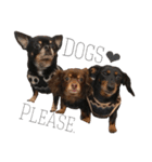 3dogs ver.2（個別スタンプ：4）