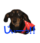 3dogs ver.2（個別スタンプ：5）