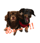 3dogs ver.2（個別スタンプ：6）