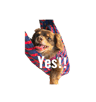 3dogs ver.2（個別スタンプ：7）