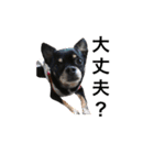3dogs ver.2（個別スタンプ：8）