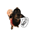 3dogs ver.2（個別スタンプ：9）