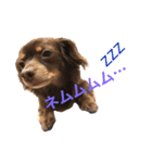 3dogs ver.2（個別スタンプ：13）