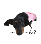 3dogs ver.2（個別スタンプ：14）