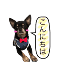 3dogs ver.2（個別スタンプ：15）