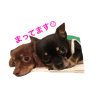 3dogs ver.2（個別スタンプ：16）