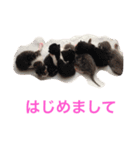 生まれたて子猫（個別スタンプ：1）