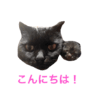 生まれたて子猫（個別スタンプ：2）