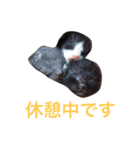 生まれたて子猫（個別スタンプ：4）
