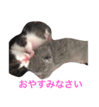 生まれたて子猫（個別スタンプ：5）