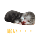 生まれたて子猫（個別スタンプ：6）