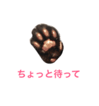 生まれたて子猫（個別スタンプ：7）