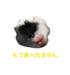 生まれたて子猫（個別スタンプ：8）