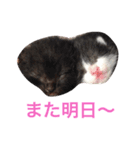 生まれたて子猫（個別スタンプ：10）