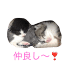 生まれたて子猫（個別スタンプ：11）