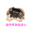 生まれたて子猫（個別スタンプ：12）