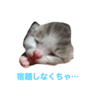 生まれたて子猫（個別スタンプ：14）