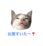 生まれたて子猫（個別スタンプ：15）