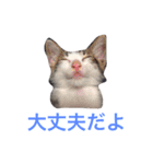 生まれたて子猫（個別スタンプ：16）