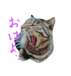 うちのななちゃん（個別スタンプ：1）