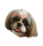シーズーのパン君（個別スタンプ：10）