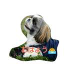 シーズーのパン君（個別スタンプ：11）
