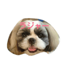 シーズーのパン君（個別スタンプ：15）