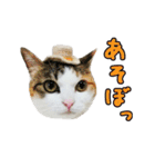 三毛猫みーたんの日常スタンプ（個別スタンプ：11）