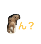 トイプードルのもか（個別スタンプ：2）