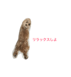 トイプードルのもか（個別スタンプ：6）