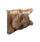 meow of two cats（個別スタンプ：3）