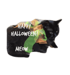 meow of two cats（個別スタンプ：4）