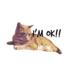 meow of two cats（個別スタンプ：10）