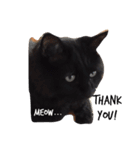 meow of two cats（個別スタンプ：11）