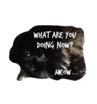 meow of two cats（個別スタンプ：14）