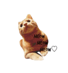 meow of two cats（個別スタンプ：16）