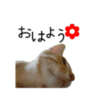 つくしとよもぎ1（個別スタンプ：1）