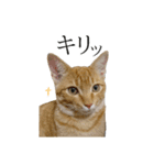 つくしとよもぎ1（個別スタンプ：16）