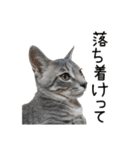 つくしとよもぎ1（個別スタンプ：17）