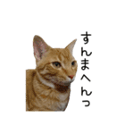 つくしとよもぎ1（個別スタンプ：18）