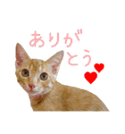 つくしとよもぎ1（個別スタンプ：31）