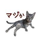 つくしとよもぎ1（個別スタンプ：32）
